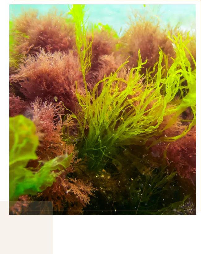 寒天の栄養素と効果